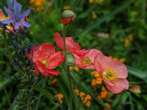 Gruppe Fotografie-Team | Virtuelle Blumen-Ausstellung