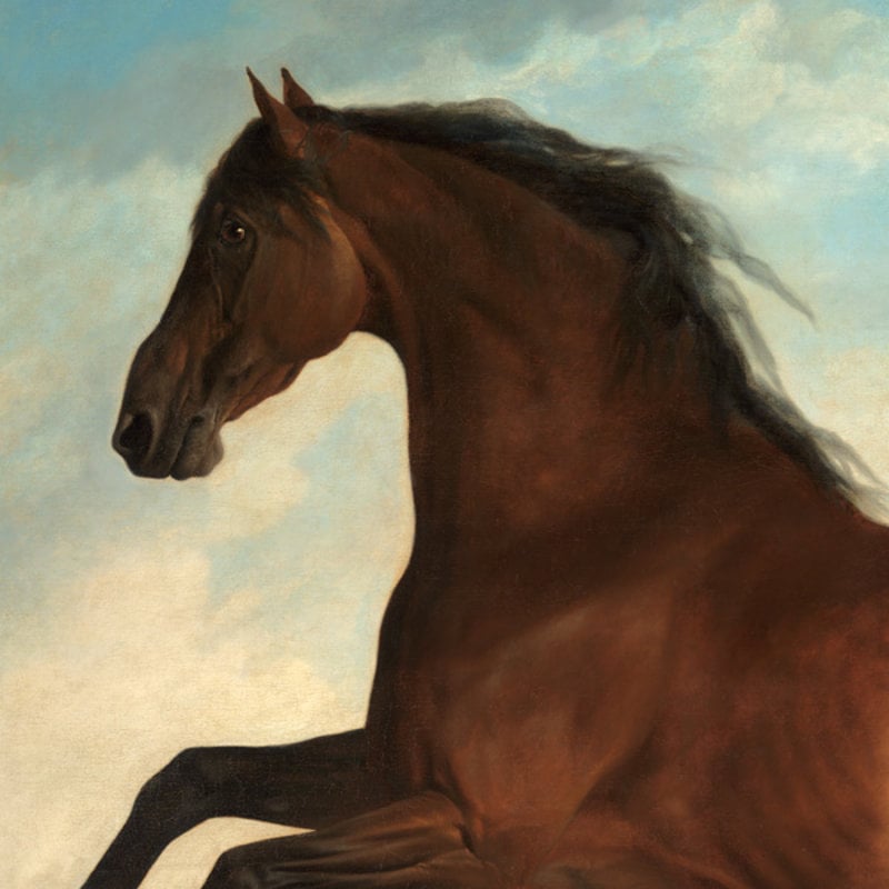 Stubbs: Portrait of a Horse
