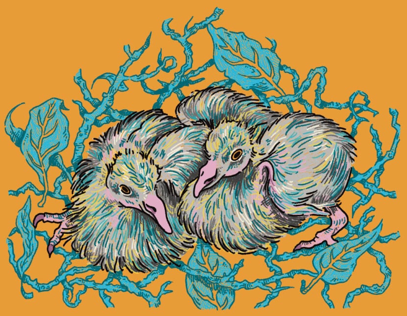 Fungus Press Residency: Pigeons of Croydon