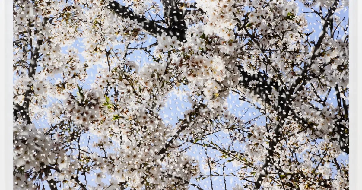 Yuki Tawada