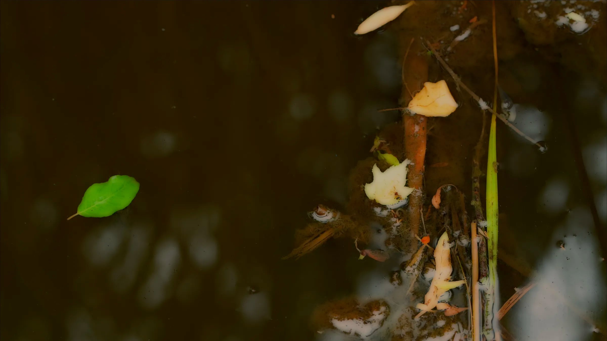 peter campus: what dreams may come