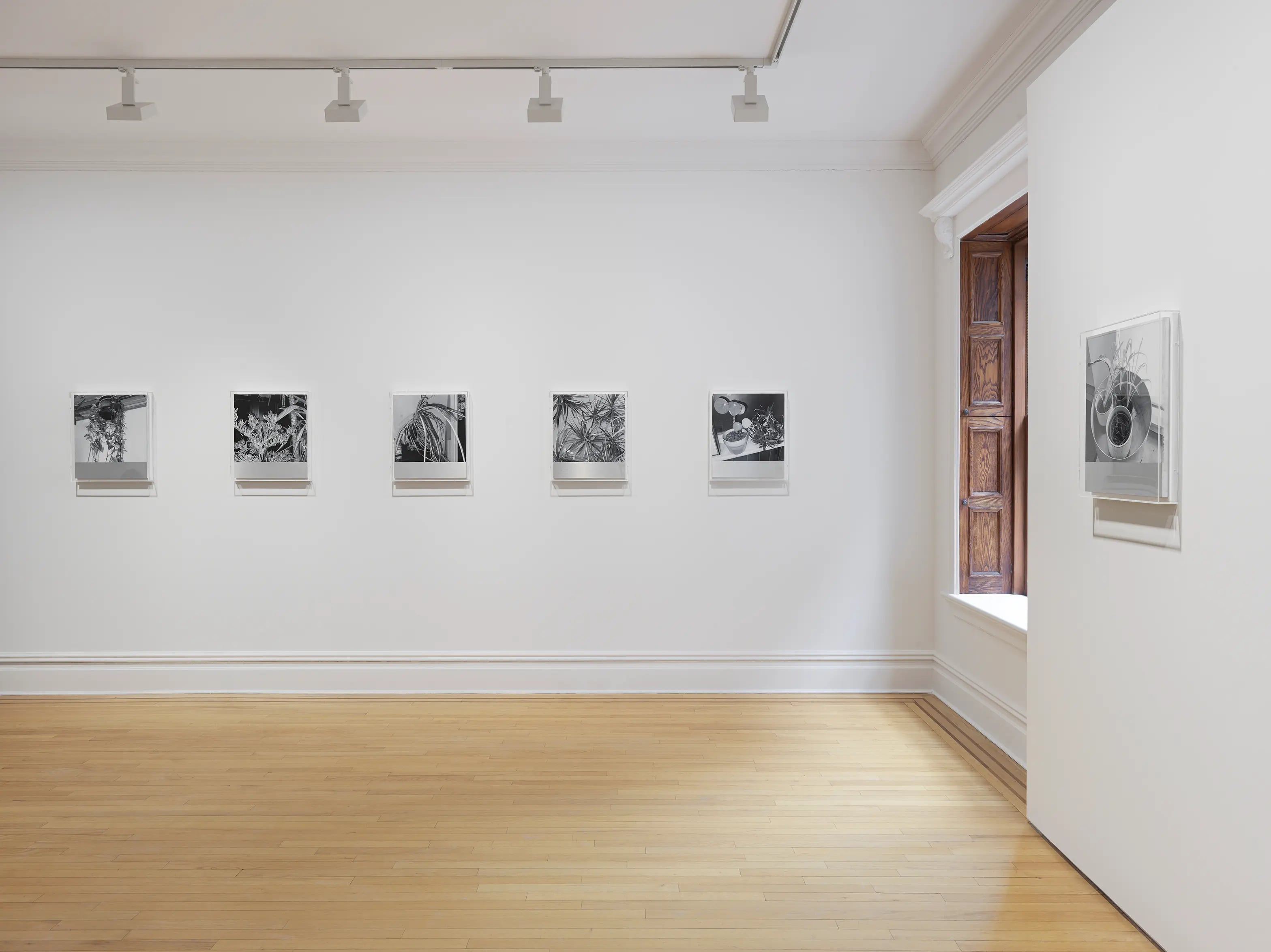 James White House Plant Paintings