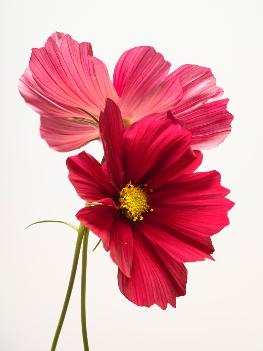 Sharon Core - Flowering