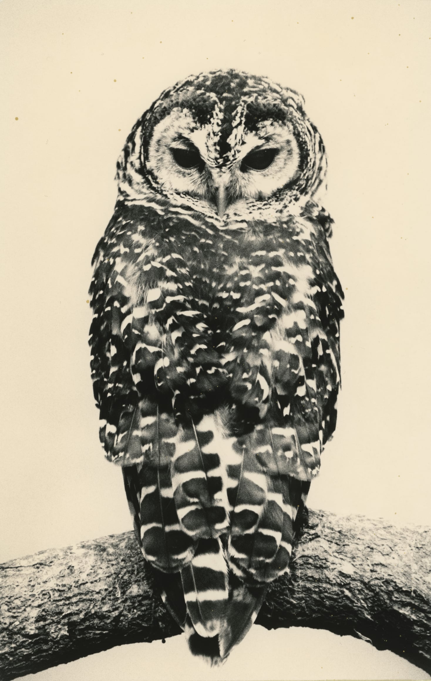 Yamamoto Masao Ten Owls
