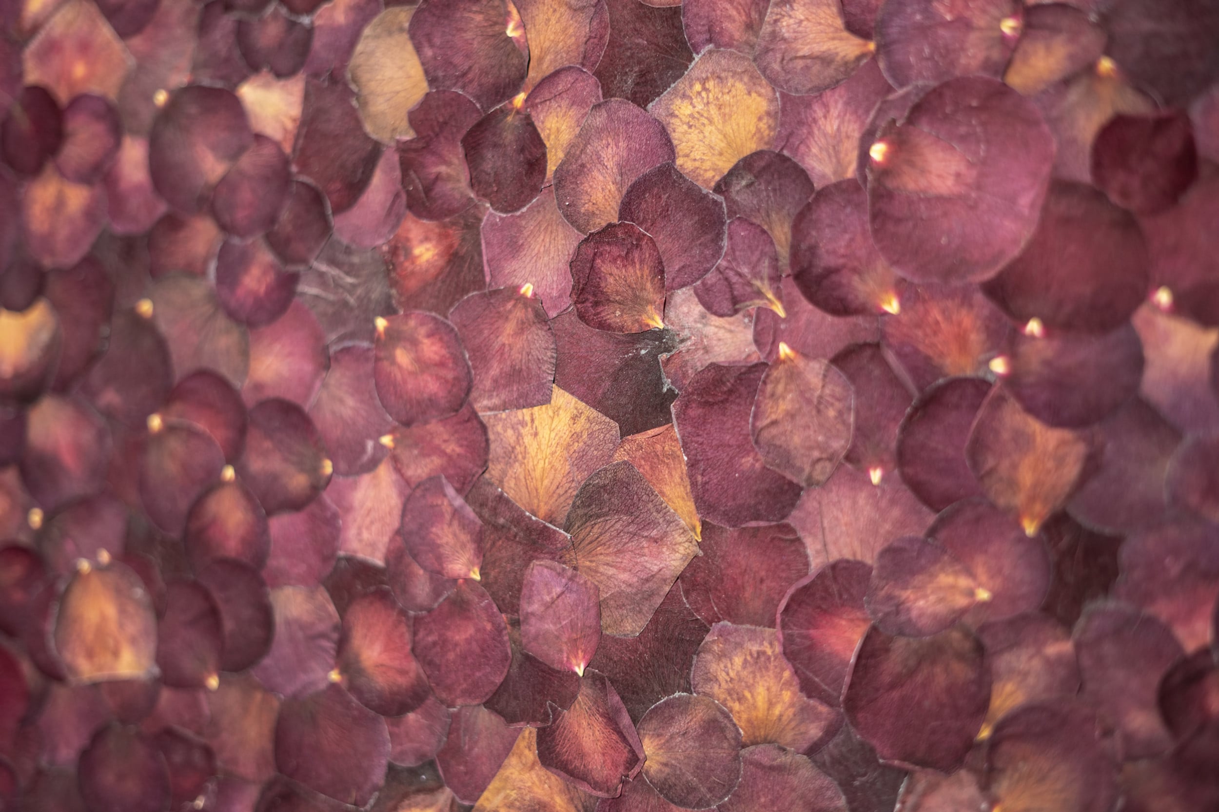 Florian Mermin LA ROSE ET L’ARAIGNÉE Solo show