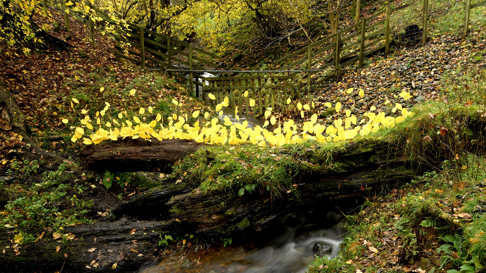 Haines Gallery – Andy Goldsworthy: For Olle & Once The Ocean Floor With Four Artists