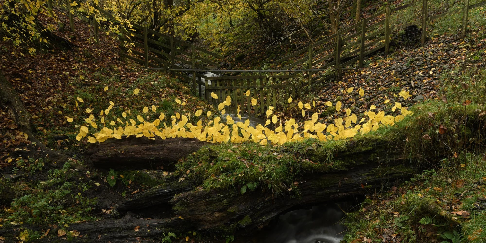 Andy Goldsworthy: For Olle