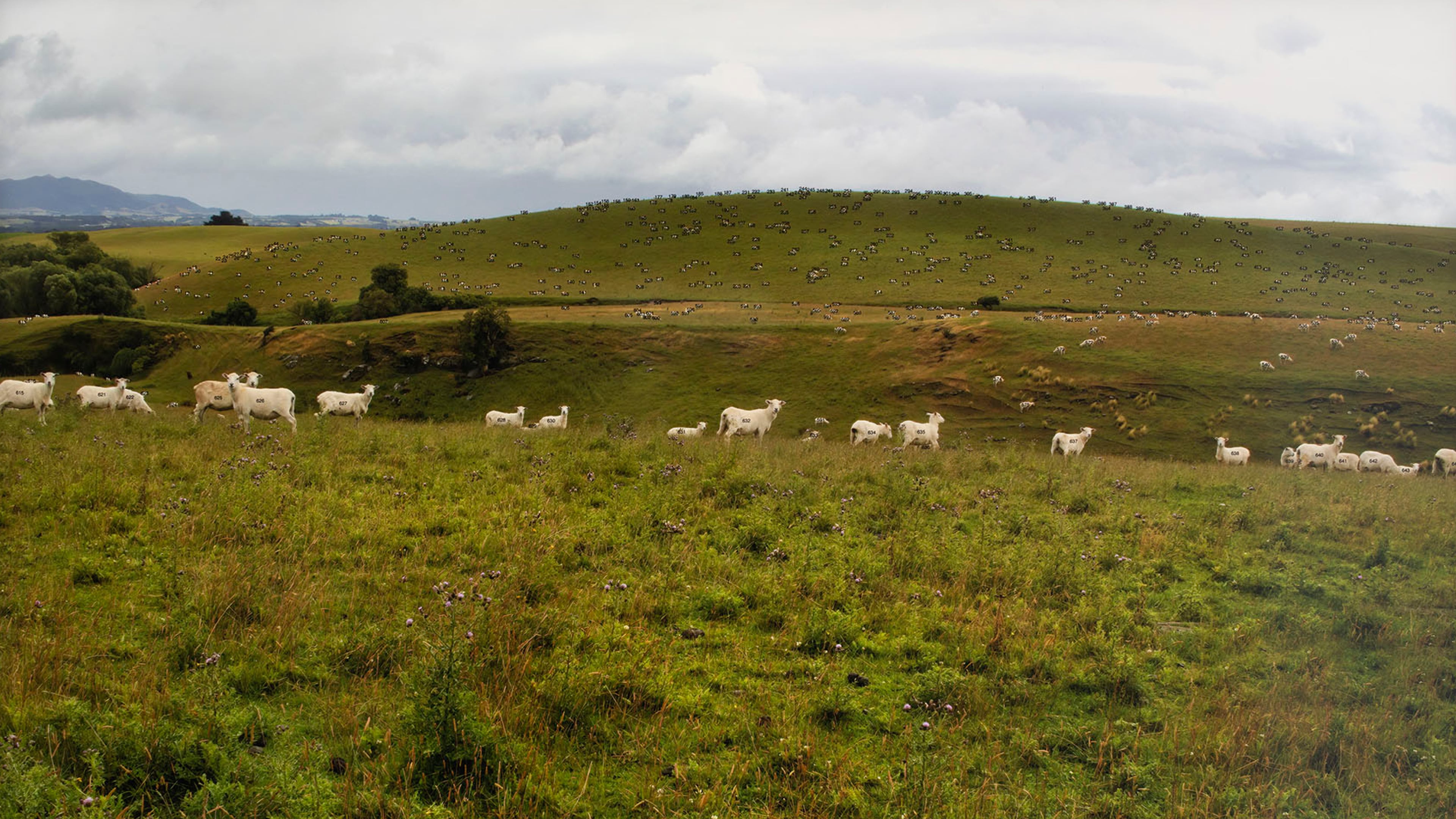 Unfinished, Ceal Floyer