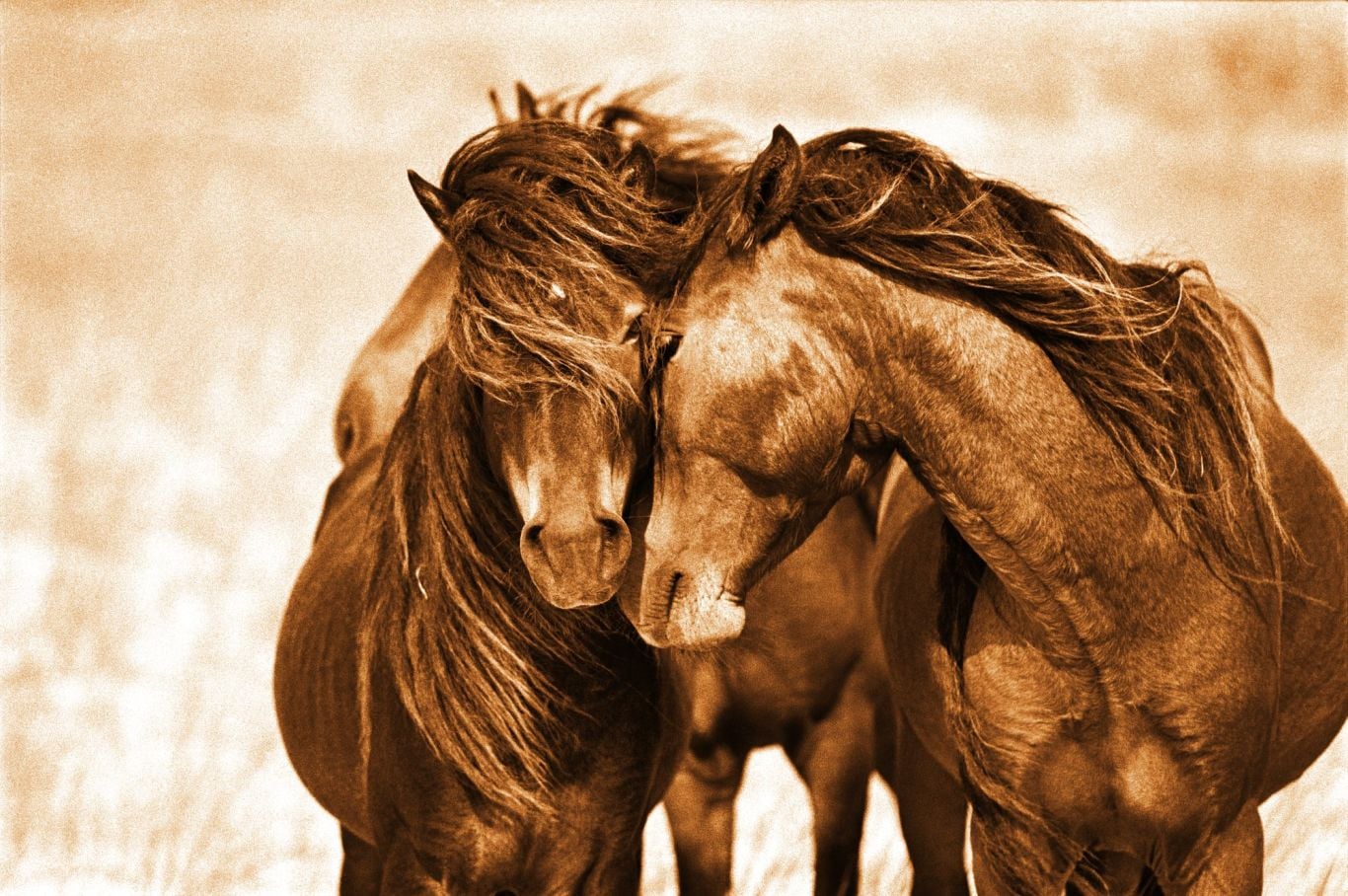 30 Years. The Wild Horses of Sable Island