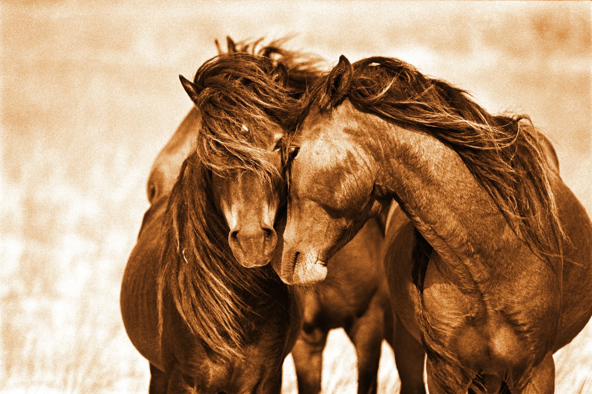 Roberto Dutesco. 30 years. The Wild Horses of Sable Island